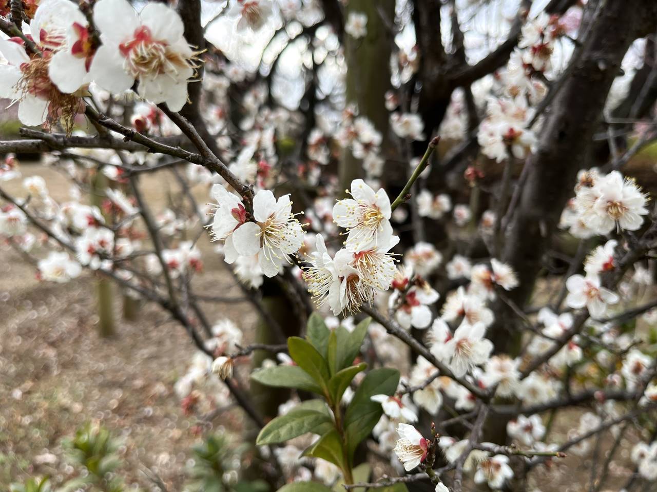 羽根木公園 満開の梅の花！世田谷梅祭り