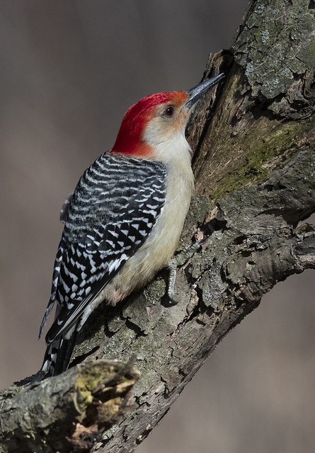 red bellied woodpecker feb 24 2023