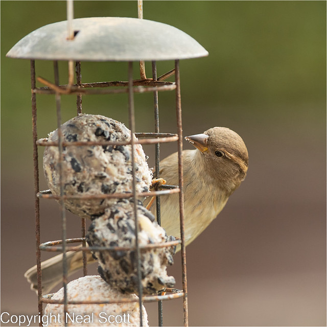 house-sparrow female-