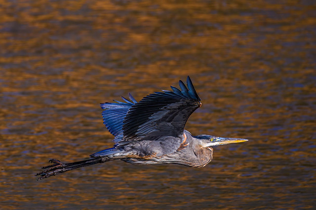 Great Blue Heron in the morning light