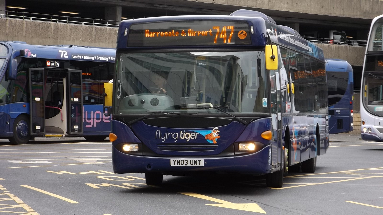 Yorkshire Tiger Flickr yorkshire-tiger-flickr