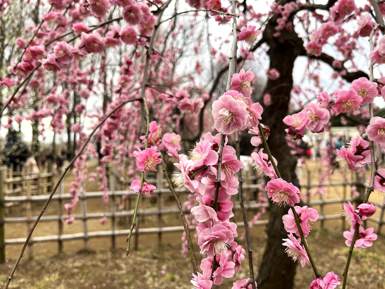 羽根木公園 満開の梅の花！世田谷梅祭り