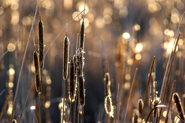 cattails into the sun