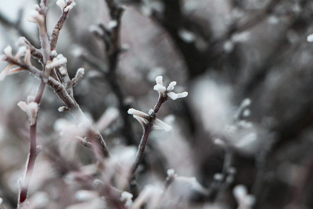 Just some frosty branches..