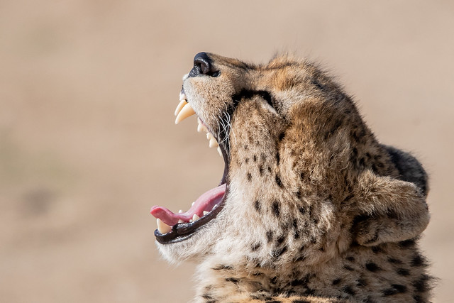 cheetah - Kruger NP - South Africa