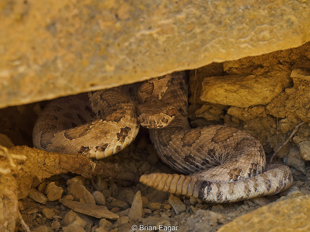 midget faded rattlesnake under rock shelf