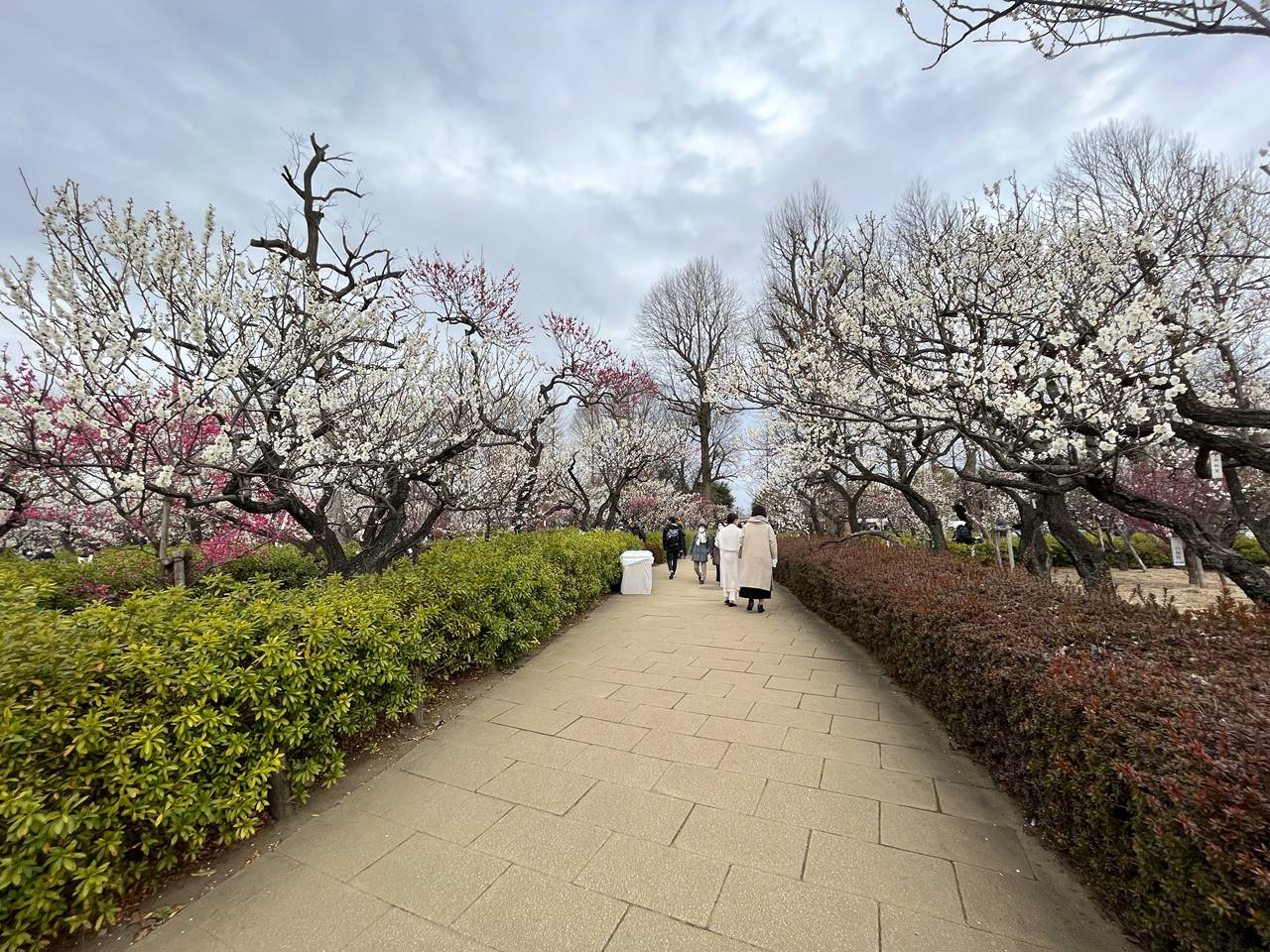 羽根木公園 満開の梅の花！世田谷梅祭り