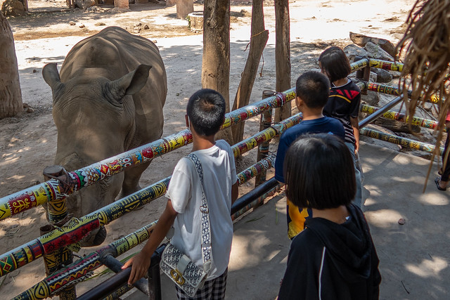 Khon Kaen Zoo Trip Rhinoceros 1