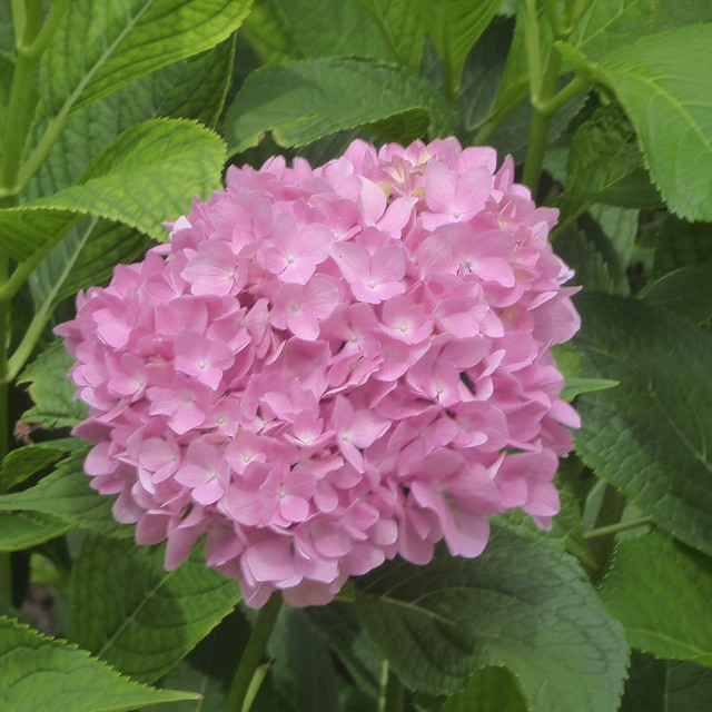 Lisle, IL, Morton Arboretum, Pink Hydrangea Flowers