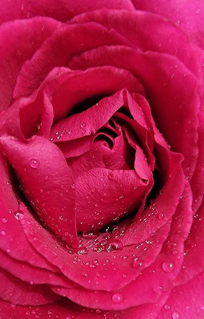 One rose says more than a dozen ~ Wendy Craig