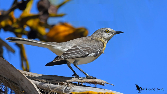 Northern mockingbird - Moqueur polyglotte - Sinsonte común - Mimus polyglottos