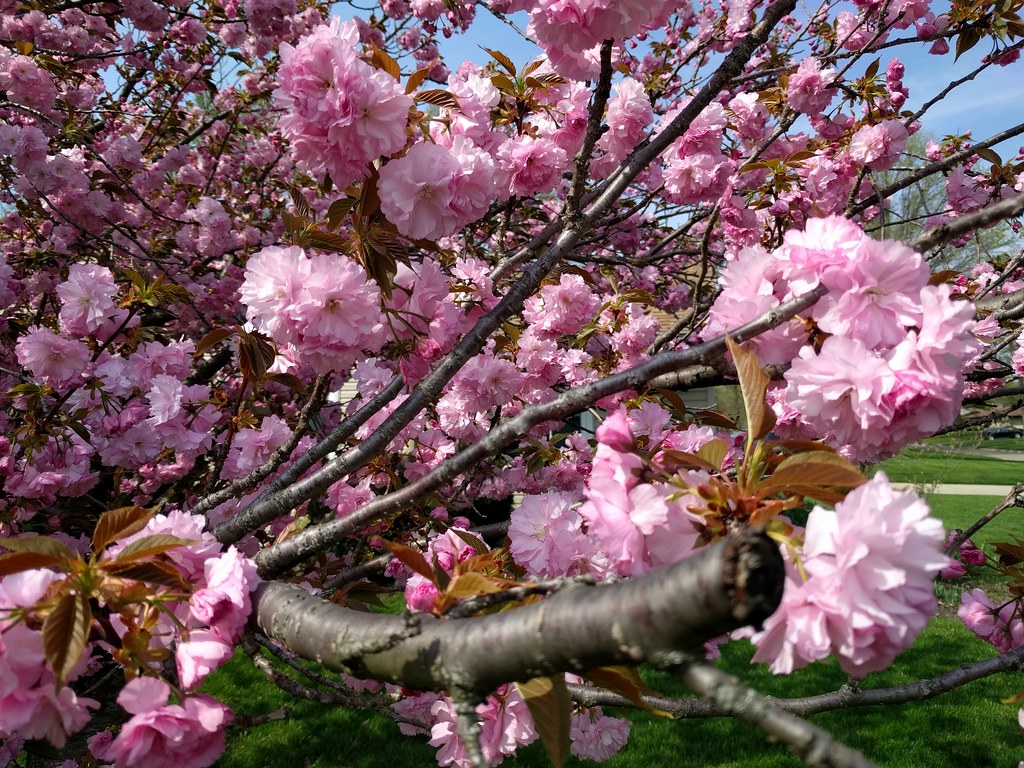 Columbus, Ohio Cherry Blossoms
