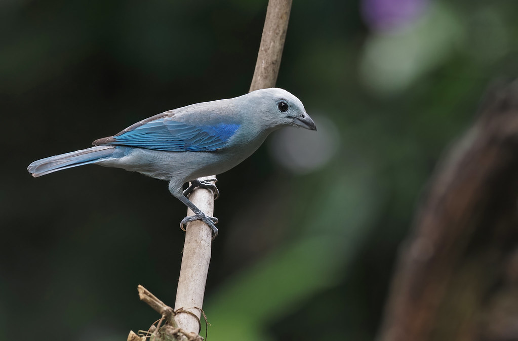 Blue-gray Tanager (Costa Rica)
