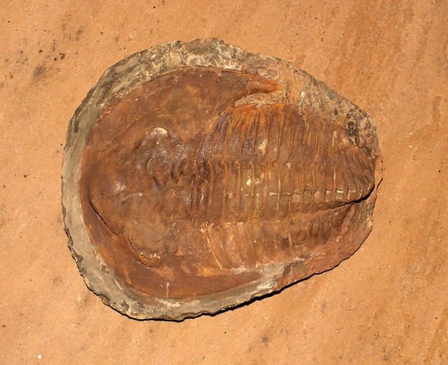 Trilobite (†Cambropallas telesto) fossil replica