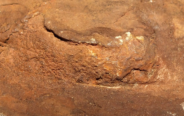 Trilobite (†Cambropallas telesto) fossil replica eye