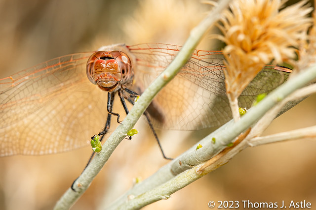 Desert Dragonfly