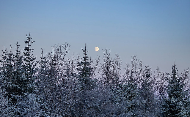 Forest in winter and the moon, Iceland