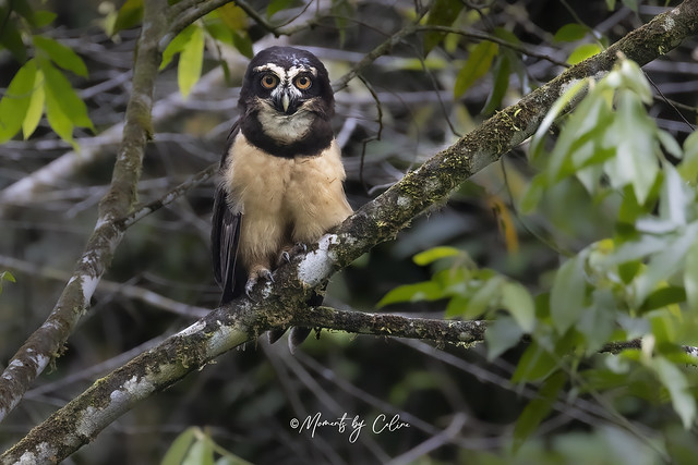 Spectacled owl