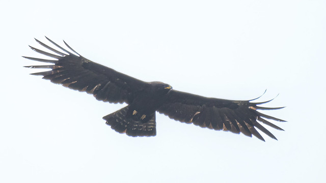 Ictinaetus malayensis  ( Black Eagle )