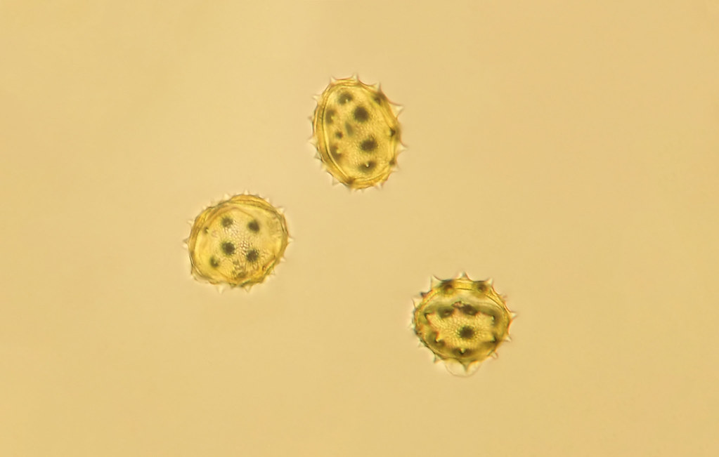 Chrysanthemum pollen under a microscope. 52:1