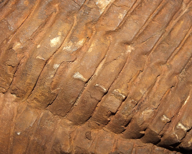 Trilobite (†Cambropallas telesto) fossil replica thorax