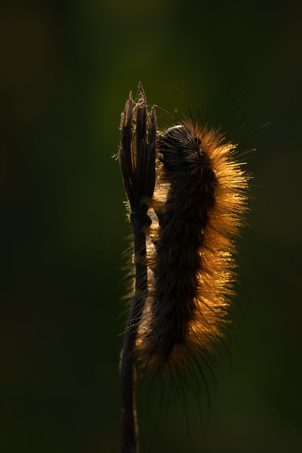 Caterpillar sunset (Mrs. shooting)