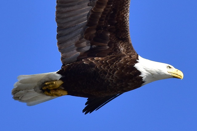 3776  Bald Eagle cropped from 3775 @ Centerport.