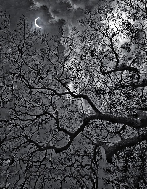 The night sky through the tangle of tree branches