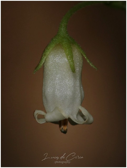 Huevito De Gallo (Salpichroa origanifolia)