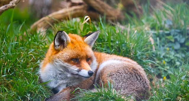 English Red Fox..Surrey