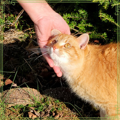 What Hands are For--From a Cat's Perspective (For subject of "Hands" in the "52 Weeks of 2023 Group" Week 8)