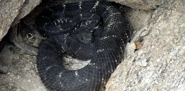 The Arizona Black Rattlesnake