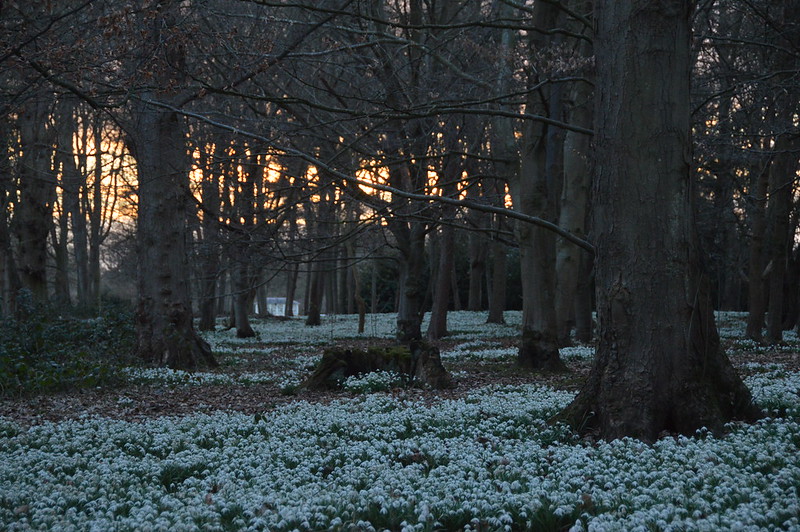 Attingham Park Snowdrops