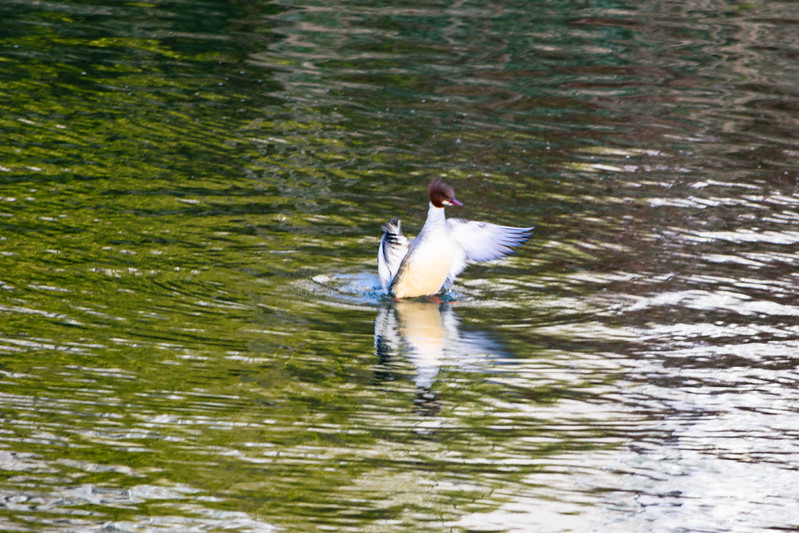 Goosanders near English bridge: first viewing