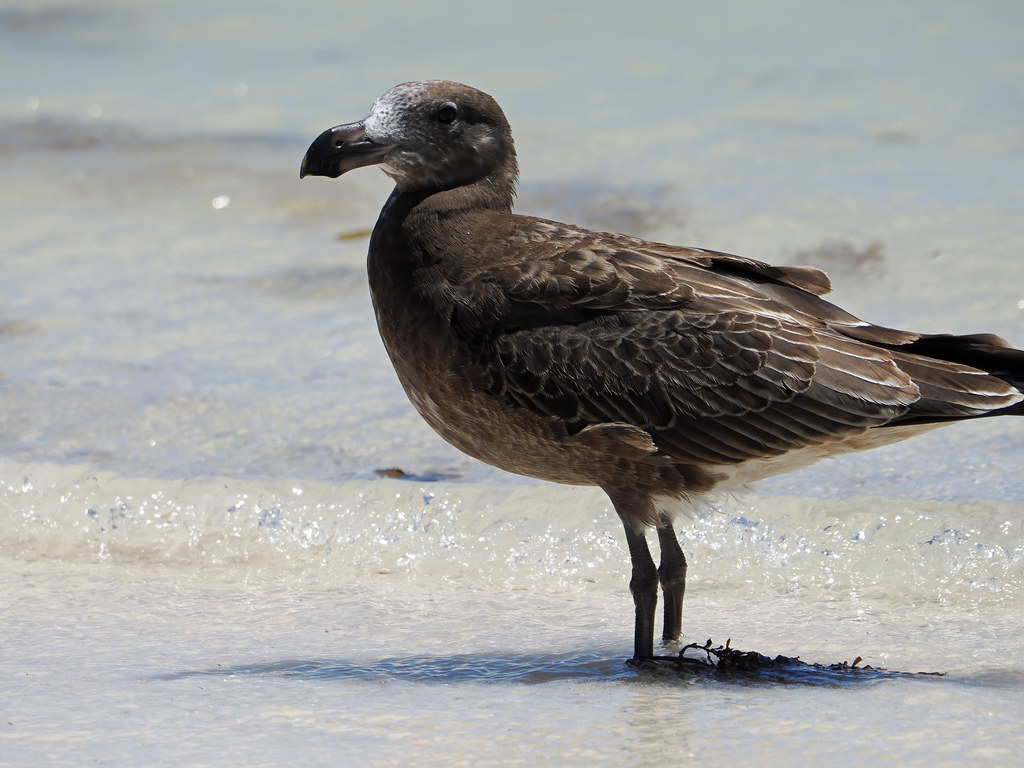 Pacific Gull (Larus pacificus georgii)