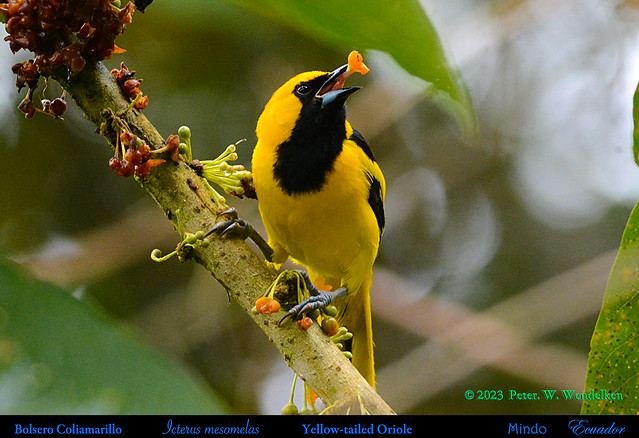 YELLOW-TAILED ORIOLE Eating a Pico Pico Fruit. Icterus mesomelas in Mindo in Northwestern ECUADOR. Photo by Peter Wendelken.