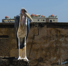 Marabou Stork in the city