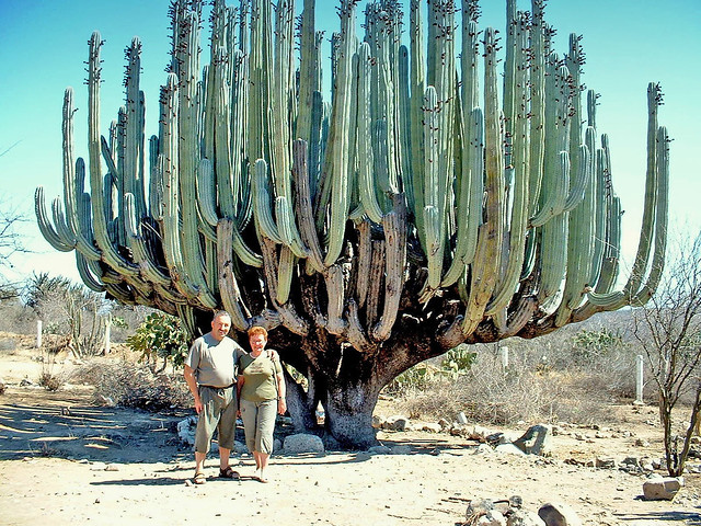 Le Mexique, la traversée de la Siérra Madré cet Enorme Cactus