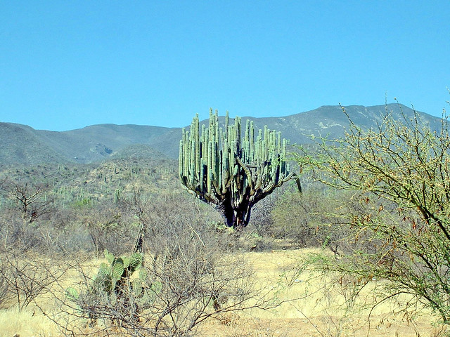 Le Mexique, le Parc des Pamphlets Cactus géant