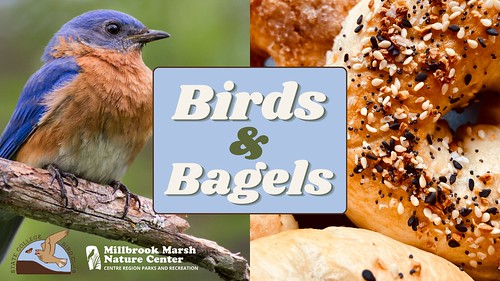 Birds and Bagels Fall 2023
