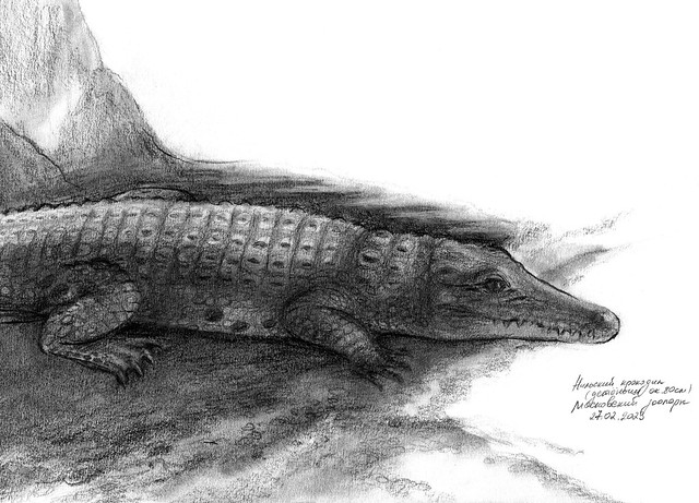 Crocodylus niloticus, baby