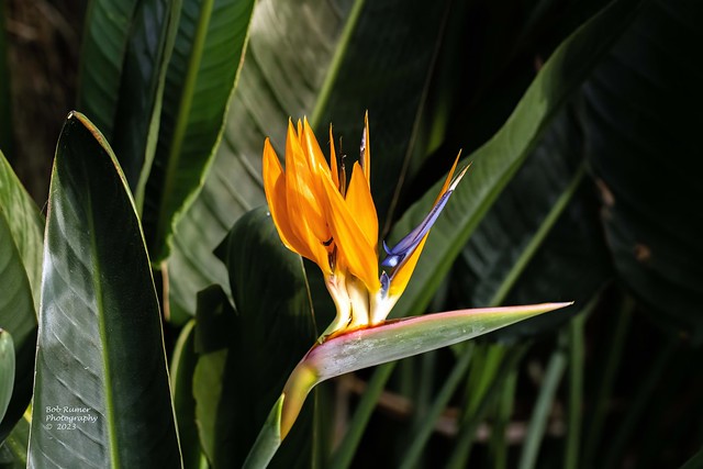 Bird of Paradise Flower.