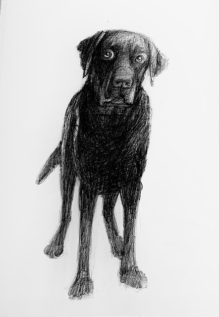Sketch of Labrador.  Graphite pencil drawing by jmsw on thick card, just for fun.