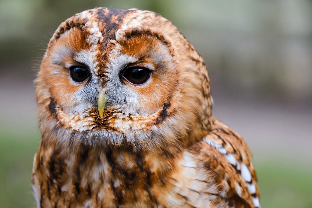 Tawny owl Surrey