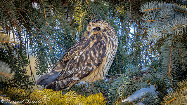 Hibou des marais - Asio flammeus - Short-eared Owl