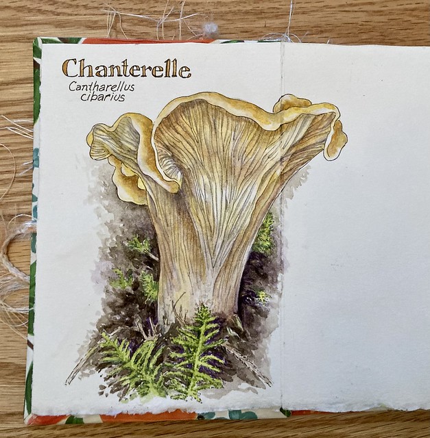 Chanterelle -watercolor and ink in exchange book