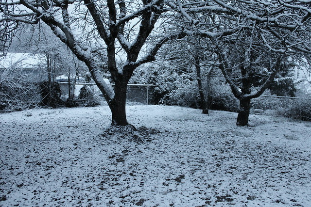 A mild winter wonderland in my back yard