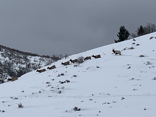 Elk on Jeremy ranch road