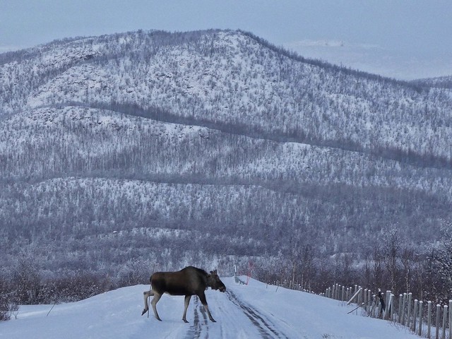 Alce cruzando la carretera de Kiruna a Nikkaluokta (Laponia Sueca)