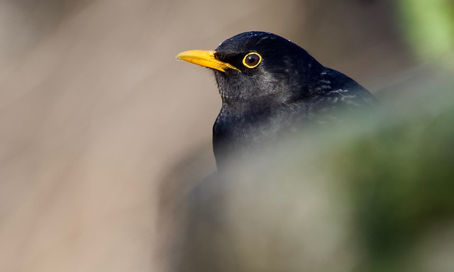 Eurasian Blackbird (m)